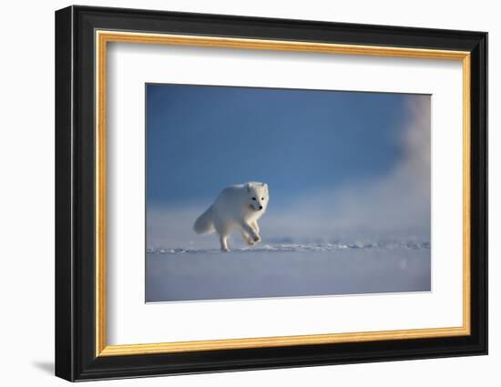 Arctic fox in winter coat, running across snow, Svalbard, Norway-Danny Green-Framed Photographic Print
