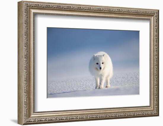 Arctic fox in winter coat, walking across snow, Svalbard, Norway-Danny Green-Framed Photographic Print