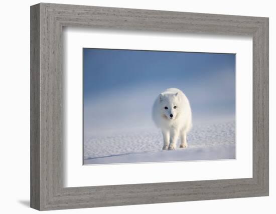 Arctic fox in winter coat, walking across snow, Svalbard, Norway-Danny Green-Framed Photographic Print