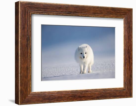 Arctic fox in winter coat, walking across snow, Svalbard, Norway-Danny Green-Framed Photographic Print