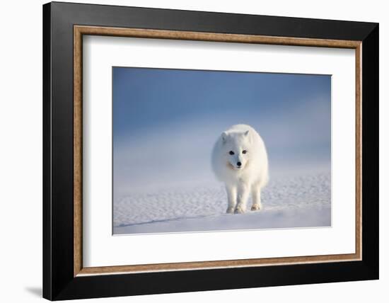 Arctic fox in winter coat, walking across snow, Svalbard, Norway-Danny Green-Framed Photographic Print