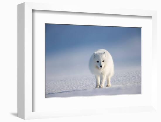 Arctic fox in winter coat, walking across snow, Svalbard, Norway-Danny Green-Framed Photographic Print
