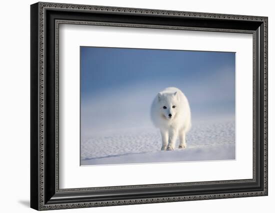 Arctic fox in winter coat, walking across snow, Svalbard, Norway-Danny Green-Framed Photographic Print