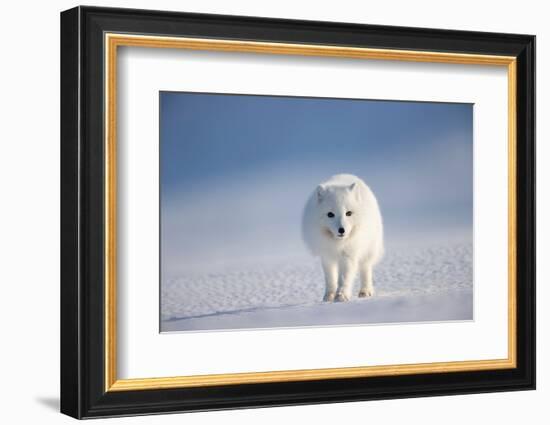 Arctic fox in winter coat, walking across snow, Svalbard, Norway-Danny Green-Framed Photographic Print