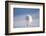 Arctic fox in winter coat, walking across snow, Svalbard, Norway-Danny Green-Framed Photographic Print