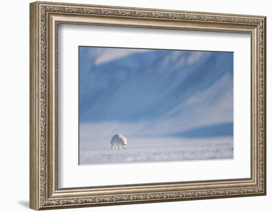 Arctic fox in winter coat, walking across snow, Svalbard, Norway-Danny Green-Framed Photographic Print