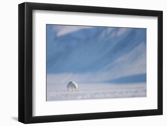 Arctic fox in winter coat, walking across snow, Svalbard, Norway-Danny Green-Framed Photographic Print