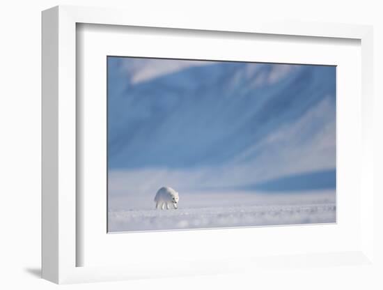 Arctic fox in winter coat, walking across snow, Svalbard, Norway-Danny Green-Framed Photographic Print