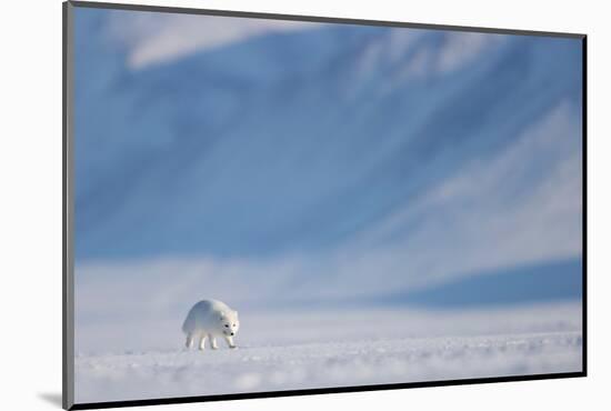 Arctic fox in winter coat, walking across snow, Svalbard, Norway-Danny Green-Mounted Photographic Print