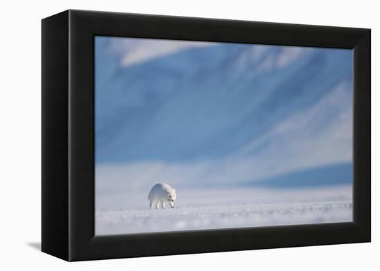 Arctic fox in winter coat, walking across snow, Svalbard, Norway-Danny Green-Framed Premier Image Canvas