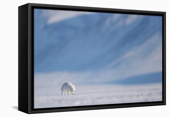 Arctic fox in winter coat, walking across snow, Svalbard, Norway-Danny Green-Framed Premier Image Canvas