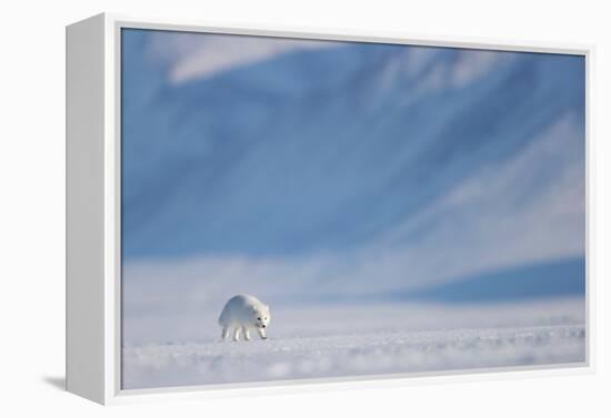 Arctic fox in winter coat, walking across snow, Svalbard, Norway-Danny Green-Framed Premier Image Canvas