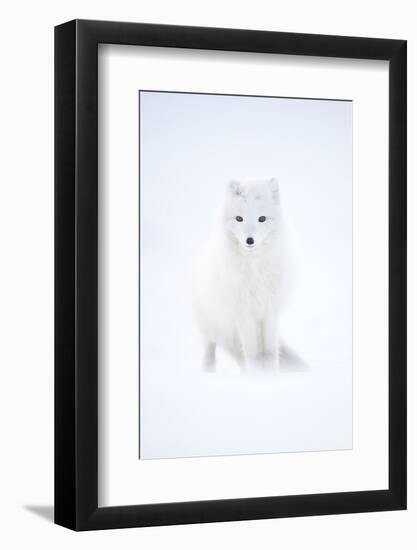Arctic fox in winter pelage, camouflaged, Svalbard, Norway-Danny Green-Framed Photographic Print