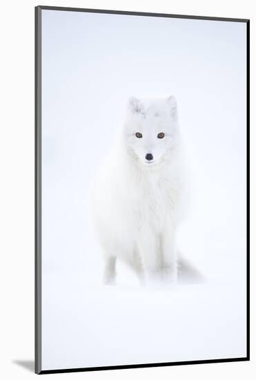 Arctic fox in winter pelage, camouflaged, Svalbard, Norway-Danny Green-Mounted Photographic Print