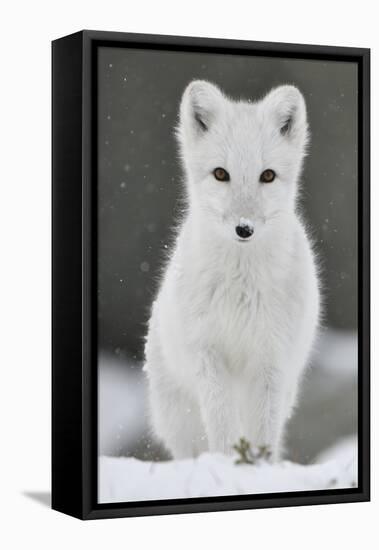 Arctic fox juvenile in winter coat looking at camera, Norway-Staffan Widstrand-Framed Premier Image Canvas