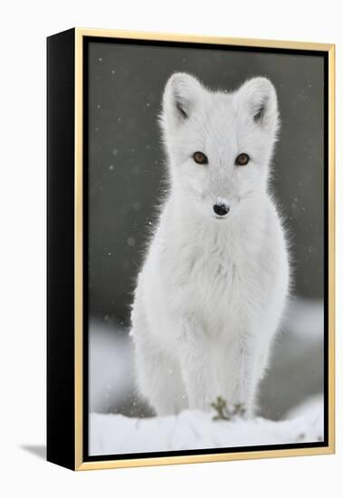 Arctic fox juvenile in winter coat looking at camera, Norway-Staffan Widstrand-Framed Premier Image Canvas