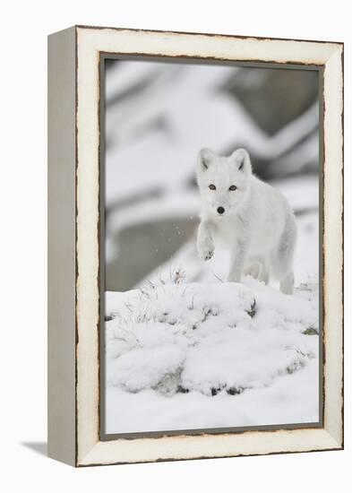 Arctic fox juvenile running through snow, Norway-Staffan Widstrand-Framed Premier Image Canvas