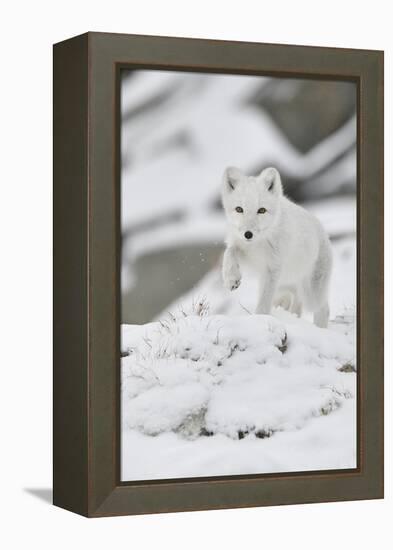 Arctic fox juvenile running through snow, Norway-Staffan Widstrand-Framed Premier Image Canvas