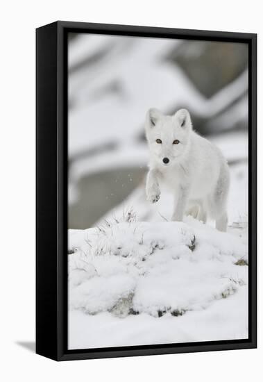 Arctic fox juvenile running through snow, Norway-Staffan Widstrand-Framed Premier Image Canvas