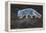 Arctic fox juvenile sniffing ground, Norway-Staffan Widstrand-Framed Premier Image Canvas