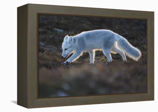 Arctic fox juvenile sniffing ground, Norway-Staffan Widstrand-Framed Premier Image Canvas