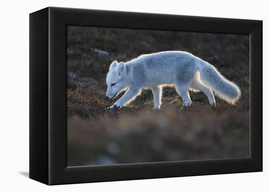 Arctic fox juvenile sniffing ground, Norway-Staffan Widstrand-Framed Premier Image Canvas