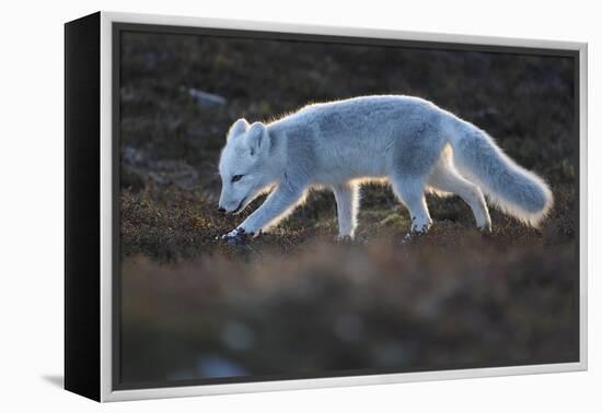 Arctic fox juvenile sniffing ground, Norway-Staffan Widstrand-Framed Premier Image Canvas