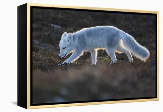 Arctic fox juvenile sniffing ground, Norway-Staffan Widstrand-Framed Premier Image Canvas