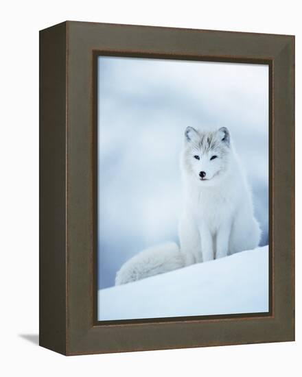 Arctic Fox Male Portrait, Norway-Pete Cairns-Framed Premier Image Canvas