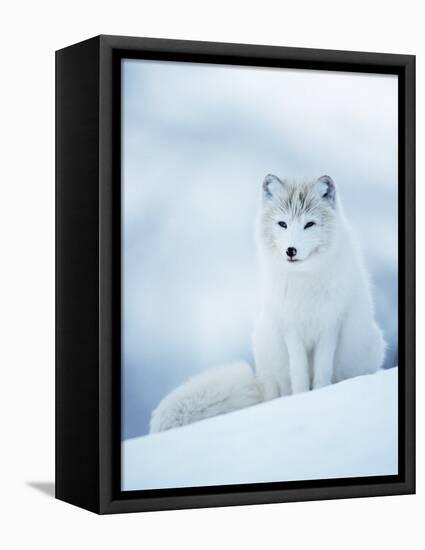 Arctic Fox Male Portrait, Norway-Pete Cairns-Framed Premier Image Canvas