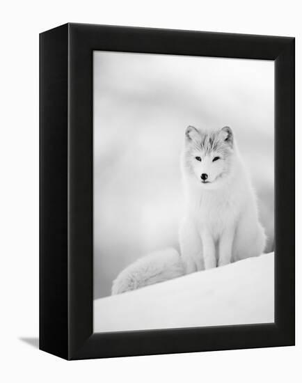 Arctic Fox Male Portrait, Norway-Pete Cairns-Framed Premier Image Canvas