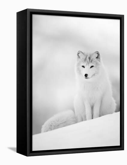 Arctic Fox Male Portrait, Norway-Pete Cairns-Framed Premier Image Canvas