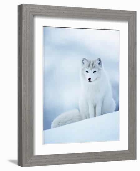 Arctic Fox Male Portrait, Norway-Pete Cairns-Framed Photographic Print