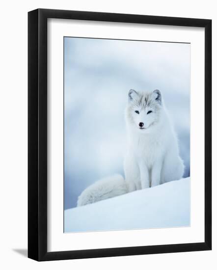 Arctic Fox Male Portrait, Norway-Pete Cairns-Framed Photographic Print