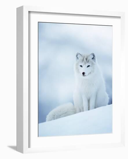 Arctic Fox Male Portrait, Norway-Pete Cairns-Framed Photographic Print