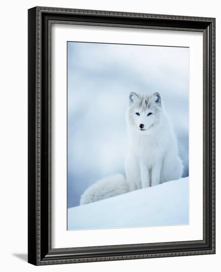 Arctic Fox Male Portrait, Norway-Pete Cairns-Framed Photographic Print