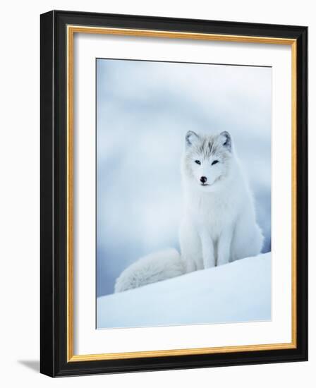 Arctic Fox Male Portrait, Norway-Pete Cairns-Framed Photographic Print