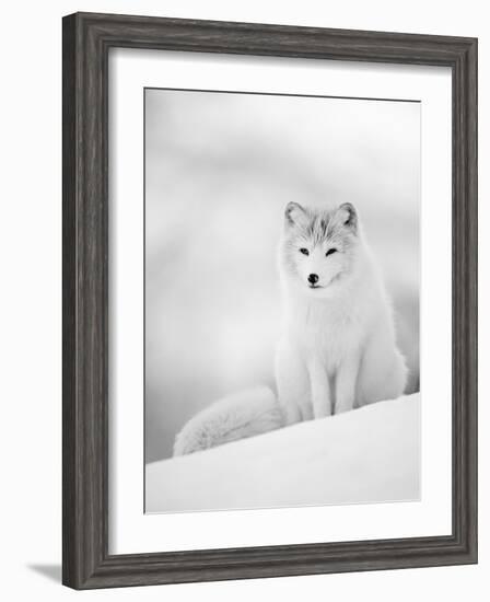 Arctic Fox Male Portrait, Norway-Pete Cairns-Framed Photographic Print