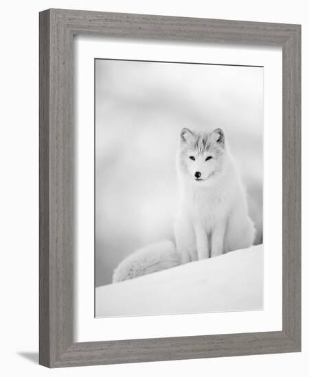 Arctic Fox Male Portrait, Norway-Pete Cairns-Framed Photographic Print