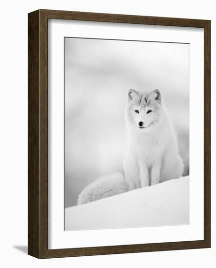 Arctic Fox Male Portrait, Norway-Pete Cairns-Framed Photographic Print