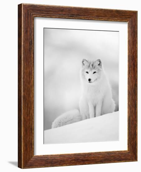 Arctic Fox Male Portrait, Norway-Pete Cairns-Framed Photographic Print