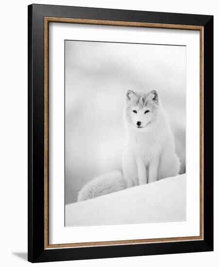 Arctic Fox Male Portrait, Norway-Pete Cairns-Framed Photographic Print