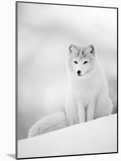 Arctic Fox Male Portrait, Norway-Pete Cairns-Mounted Photographic Print