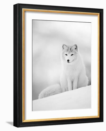 Arctic Fox Male Portrait, Norway-Pete Cairns-Framed Photographic Print