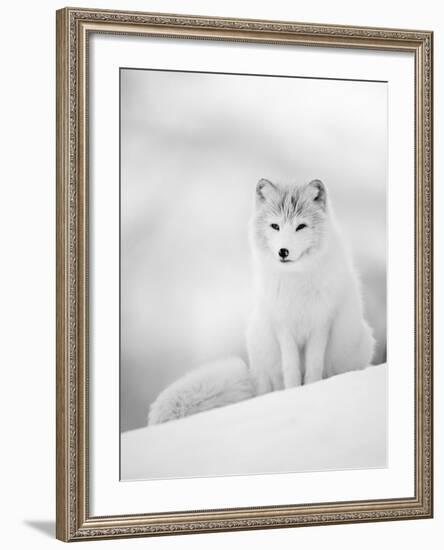 Arctic Fox Male Portrait, Norway-Pete Cairns-Framed Photographic Print