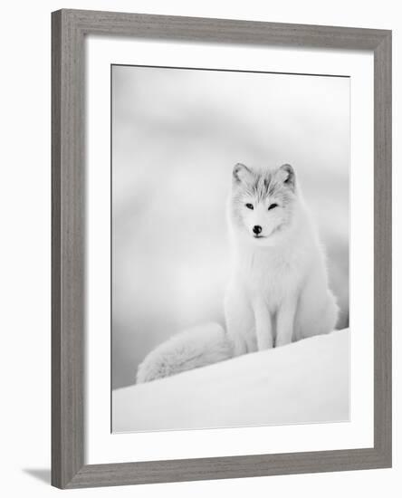 Arctic Fox Male Portrait, Norway-Pete Cairns-Framed Photographic Print