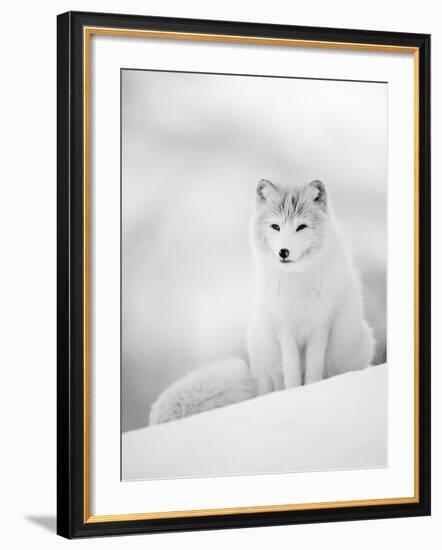 Arctic Fox Male Portrait, Norway-Pete Cairns-Framed Photographic Print