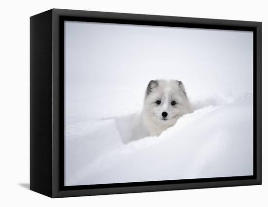 Arctic Fox Peeking Out of Snow-Jim Zuckerman-Framed Premier Image Canvas