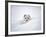 Arctic Fox Peeking Out of Snow-Jim Zuckerman-Framed Photographic Print