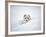 Arctic Fox Peeking Out of Snow-Jim Zuckerman-Framed Photographic Print